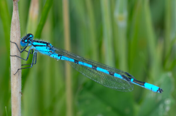 Systeem-Spiegelreflex cursus - Afbeelding 2