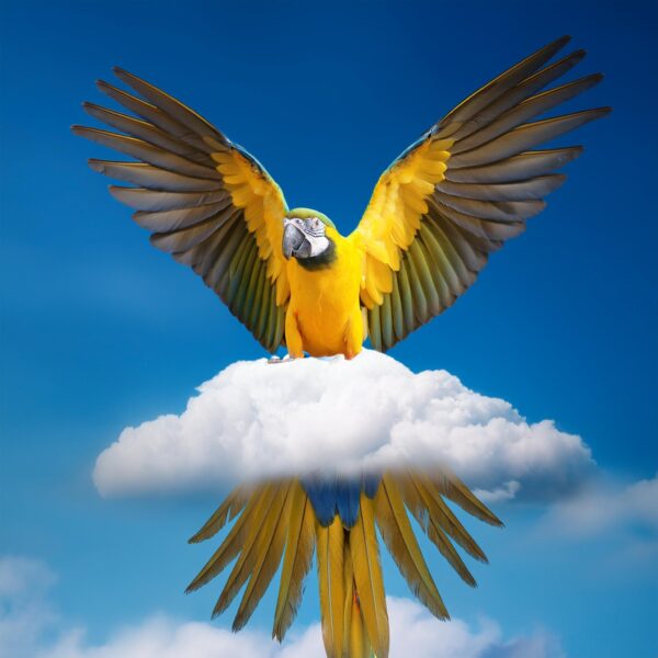 Cursus Photoshop voor beginners - Afbeelding 2