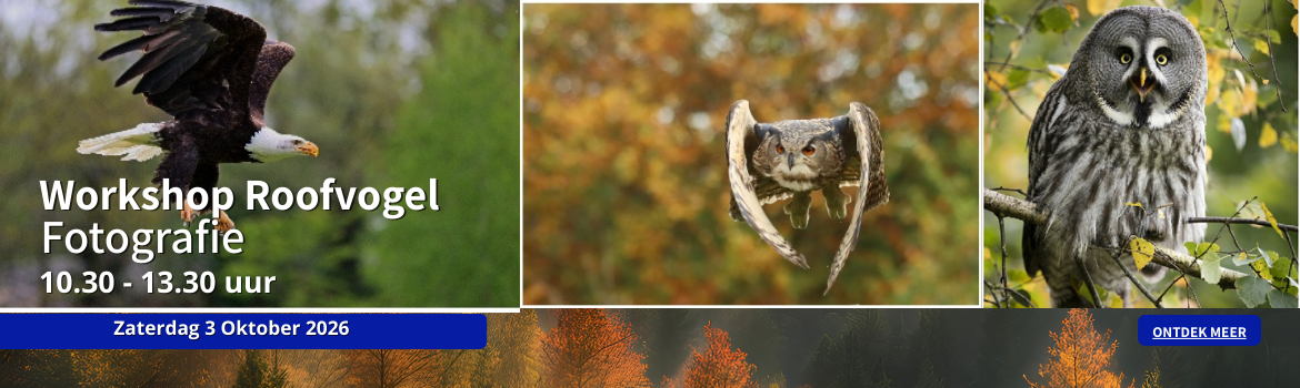 Workshop Roofvogelfotografie