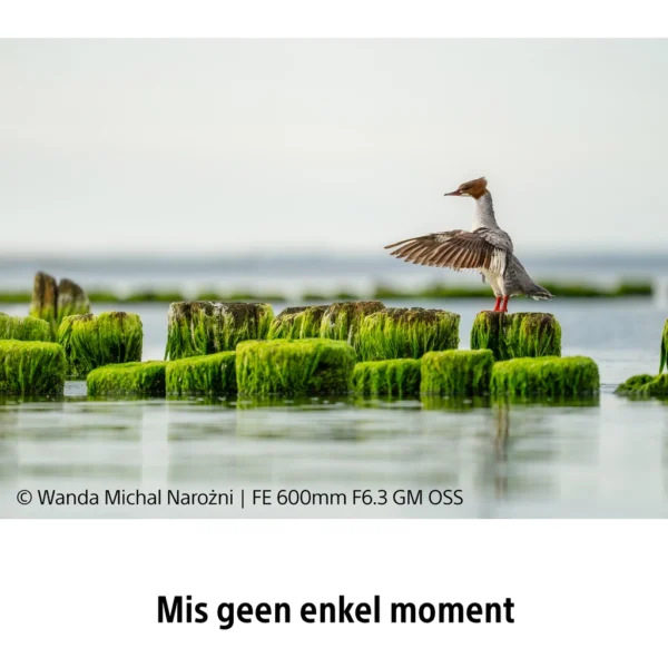 Sony FE 600mm f/6.3 GM OSS