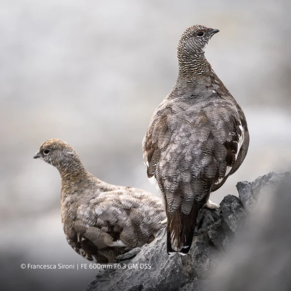 Sony FE 600mm f/6.3 GM OSS